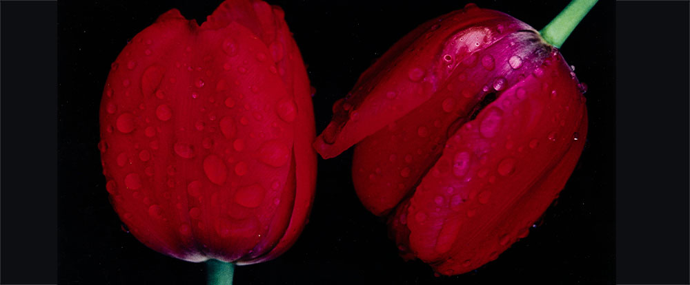 August 12 Depth of Field: Photographs Showcase Auction