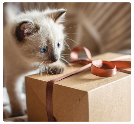 Bild av en söt kattunge med en pressent