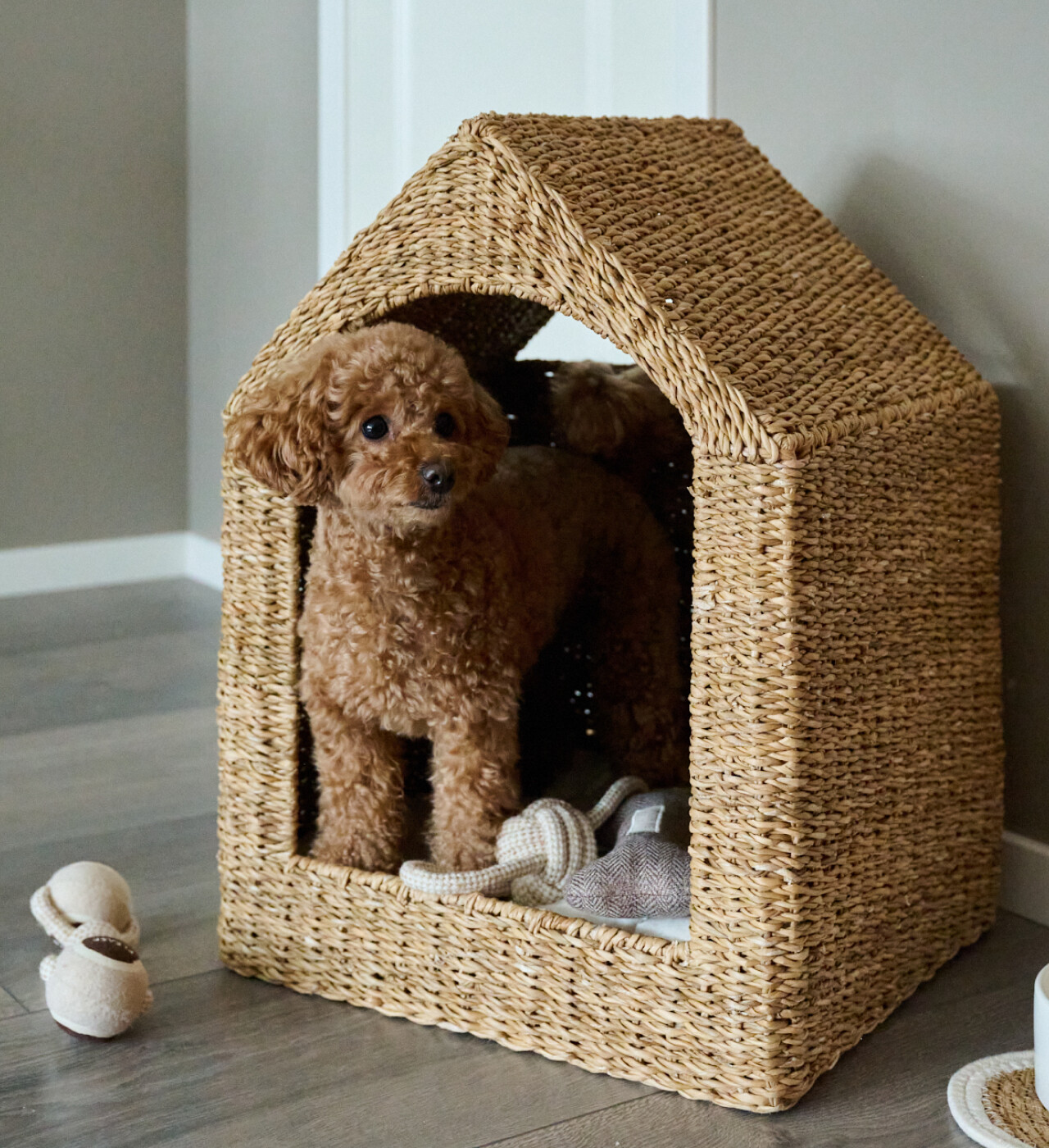 Happy cats & dogs house