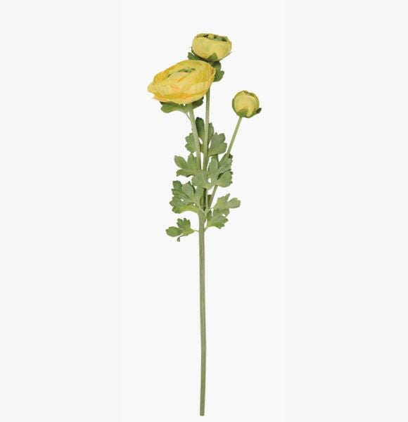 Ranuncles kukka keltainen