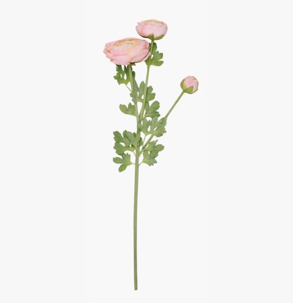 Ranuncles kukka vaalea koralli