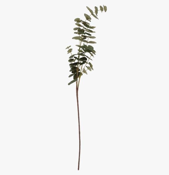 Eucalyptus oksa vihreä