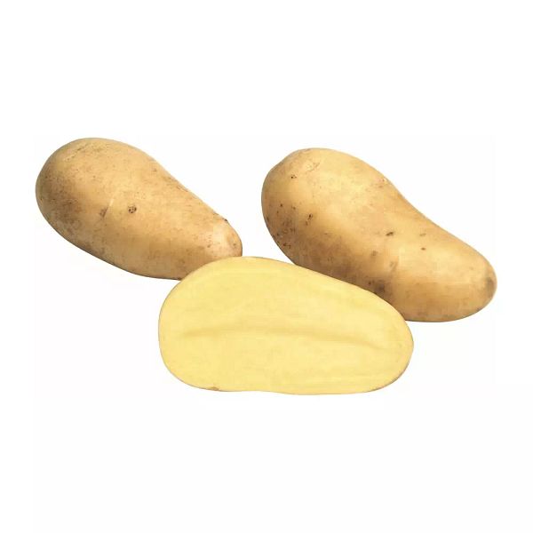 Siemenperuna Annabelle 5 kg Varhainen ja satoisa perunalajike