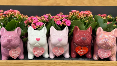 They’re Back! Target’s Valentine’s Frenchie Planters with Flowers Only $10