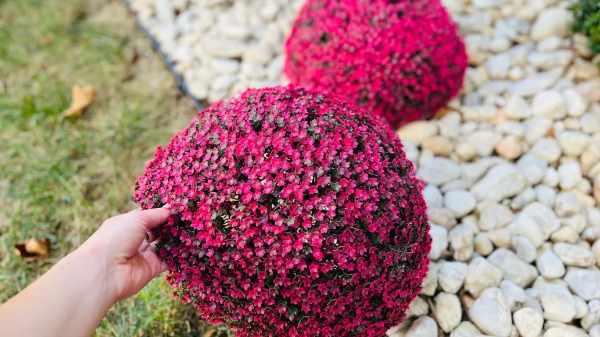 Beautiful Faux Floral Spheres on a front lawn