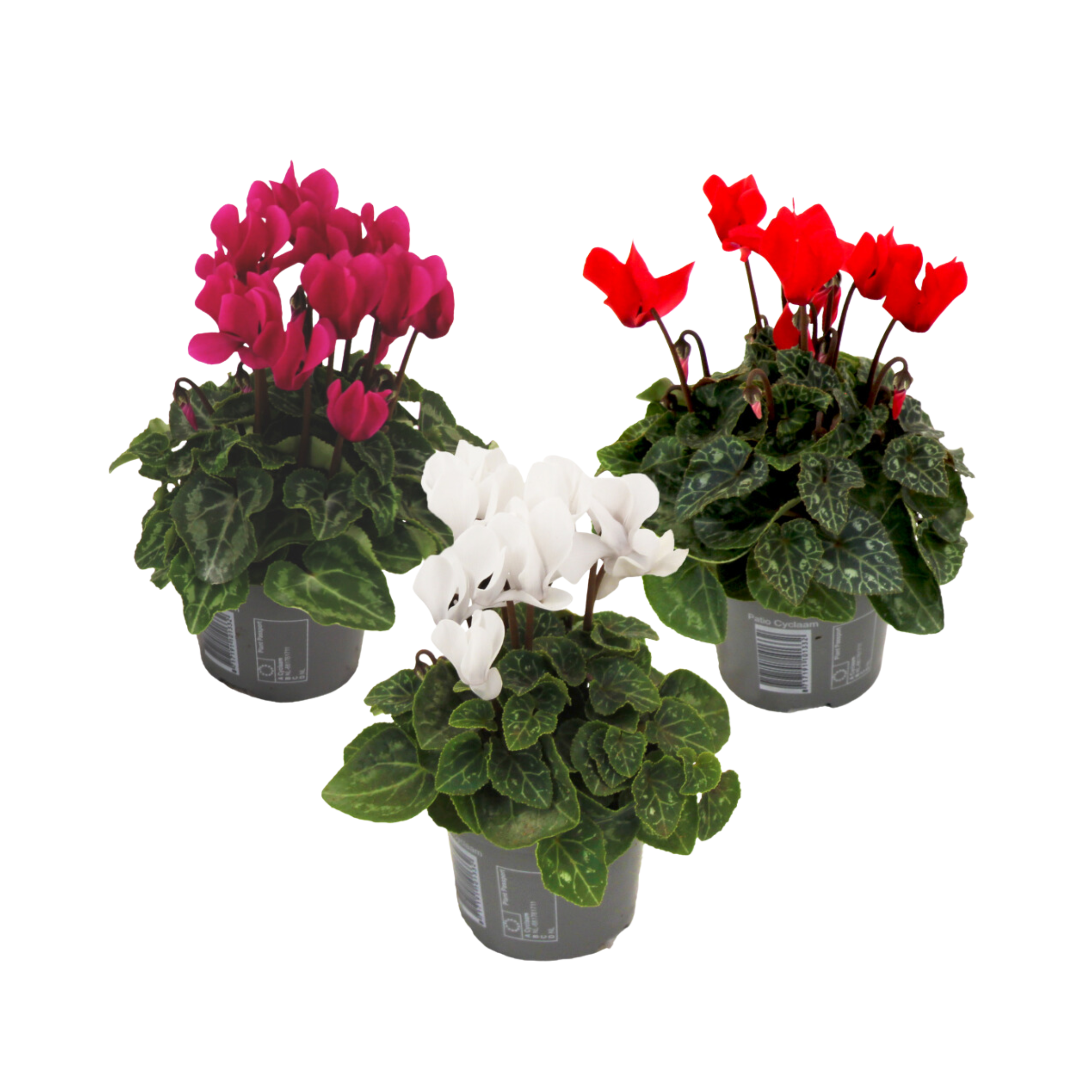 Image of Kevätkylmänkukka - 3 kpl - Cyclamen persicum - Korkeus 10-20cm - ⌀9cm