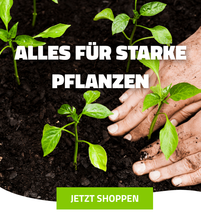 Pflanzenpflege