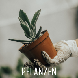 Pflanzen