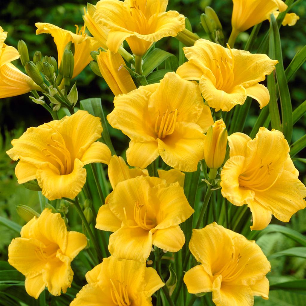 Daylilies ReBlooming Stella de' Oro Set of 5 Roots