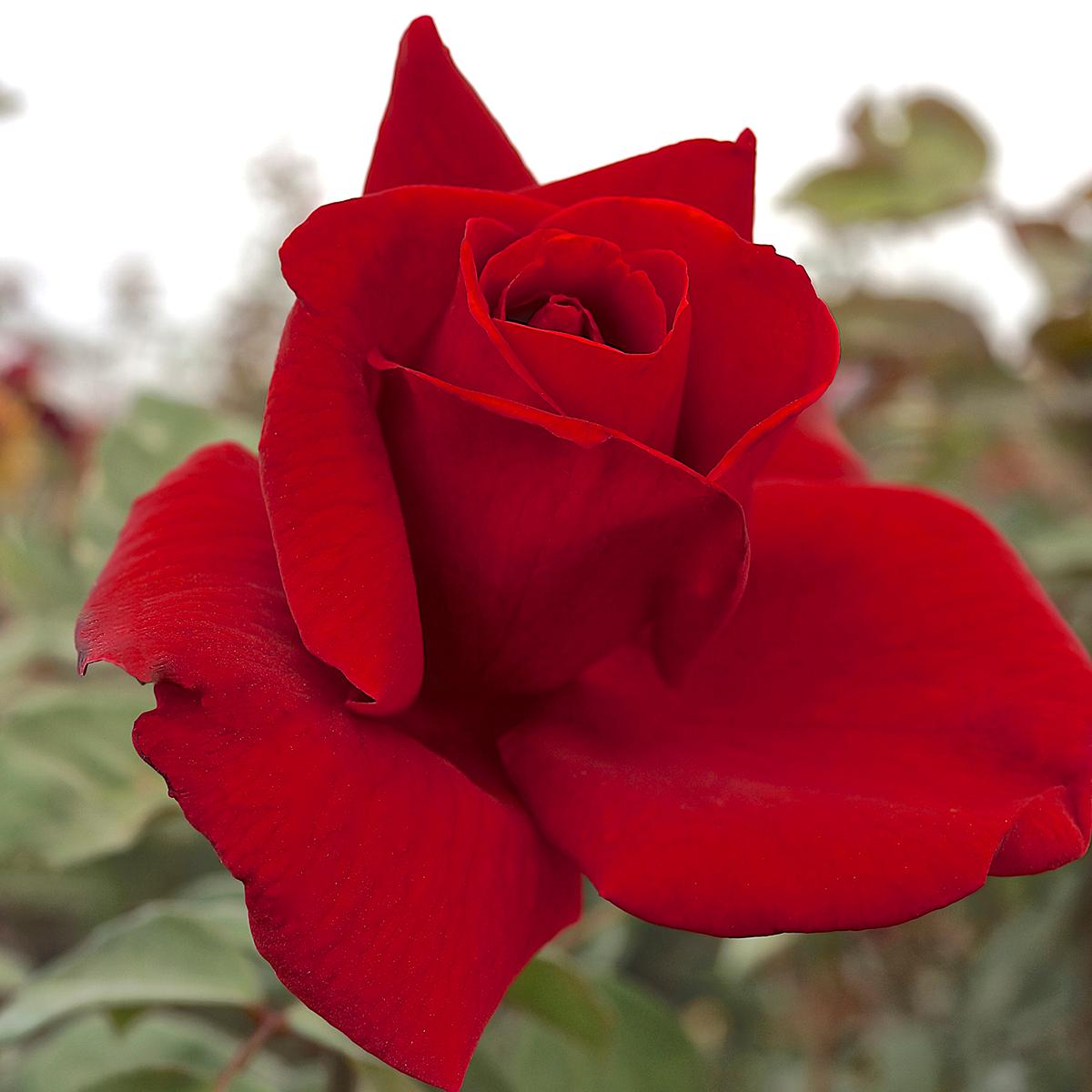 "Mister Lincoln" Rose Root Stock