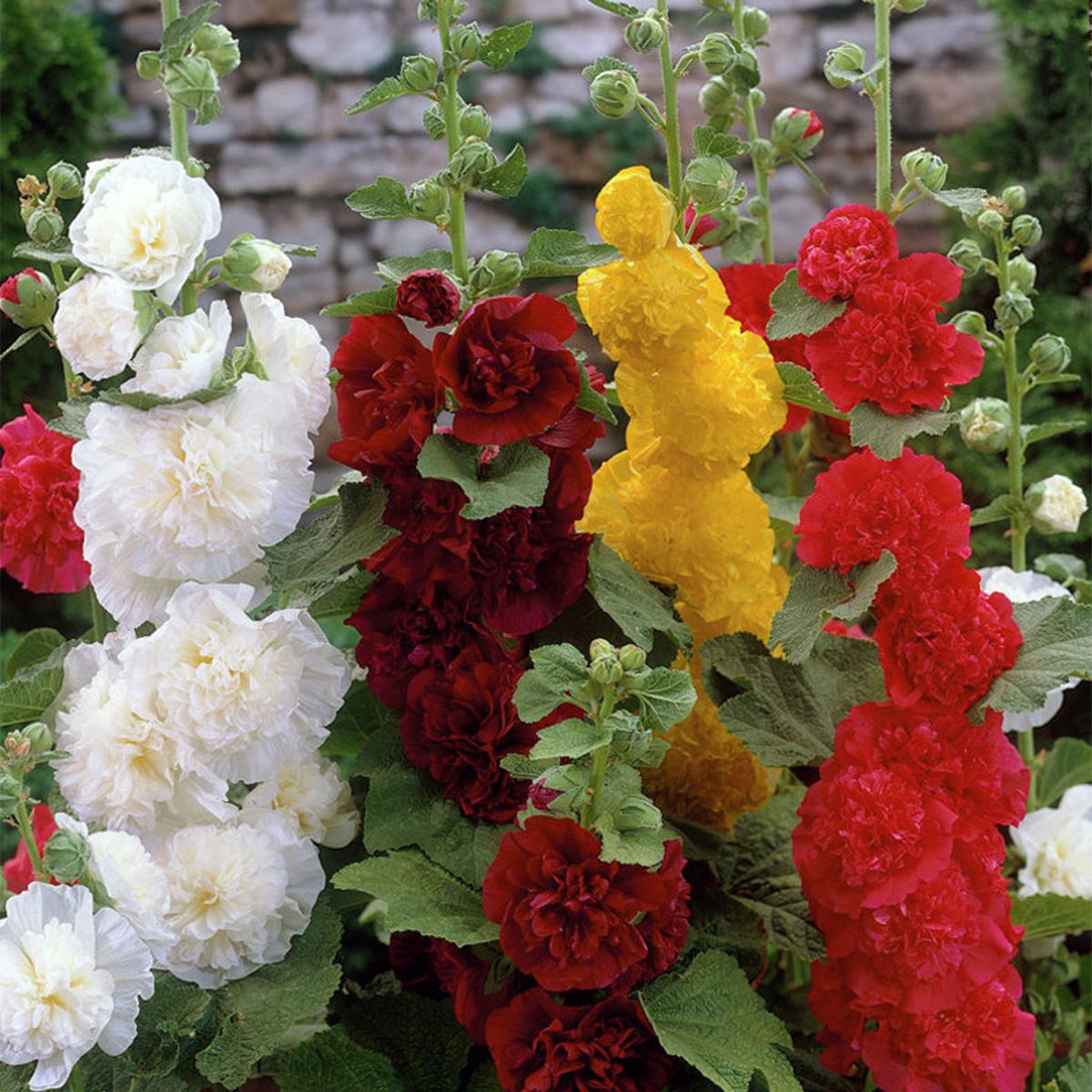 Van Zyverden Hollyhocks Mixed Set of 3 Roots