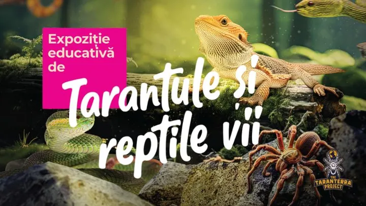 28 ianuarie - 8 februarie: Iași: Expoziție educativă de Tarantule și Reptile vii