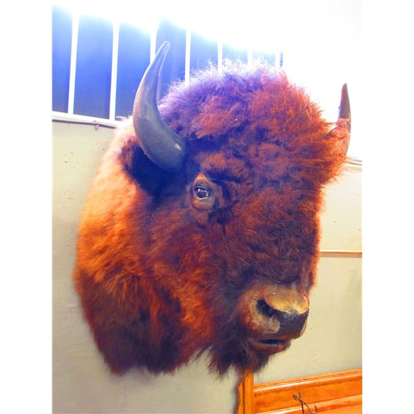 Buffalo Shoulder Mount- 21