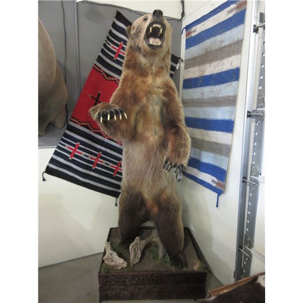 Full Mount Upright Grizzly Bear On Casters- 85