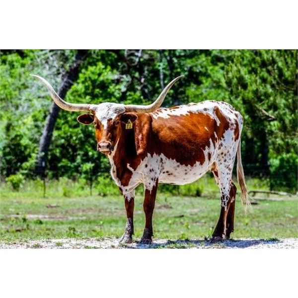 Texas Longhorn Cow Pecos Lady