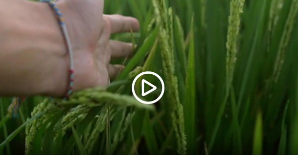 Guarda una presentazione video