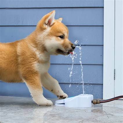 Dog Step-on Water Fountain