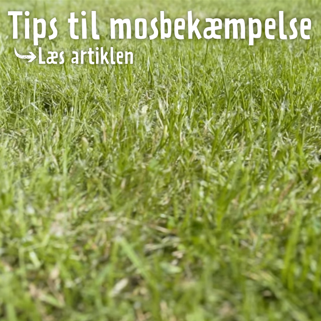 Tips til mosbekæmpelse - læs artiklen