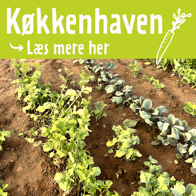 Sådan laver du køkkenhaven - læs mere her