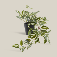 Изкуствено растение ASGAR В48 см висящо