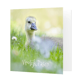 Paaskaart met ganzenkuiken in het gras.