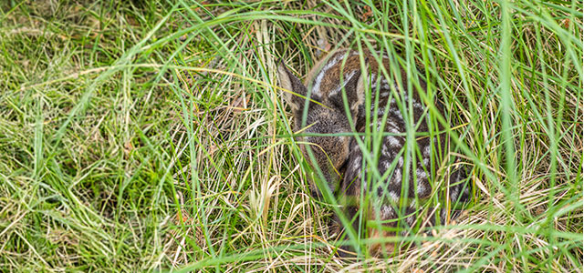 Kitzrettung – DJI Mavic