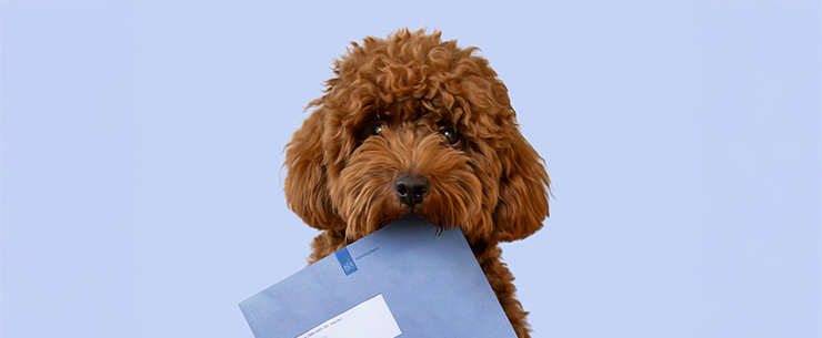 Hond met belastingenvelop in zijn bek