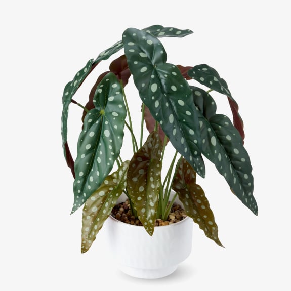 Spotted plant in pot $14. 