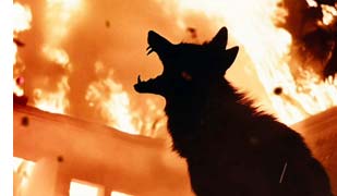 Coyotes (Justin Long)