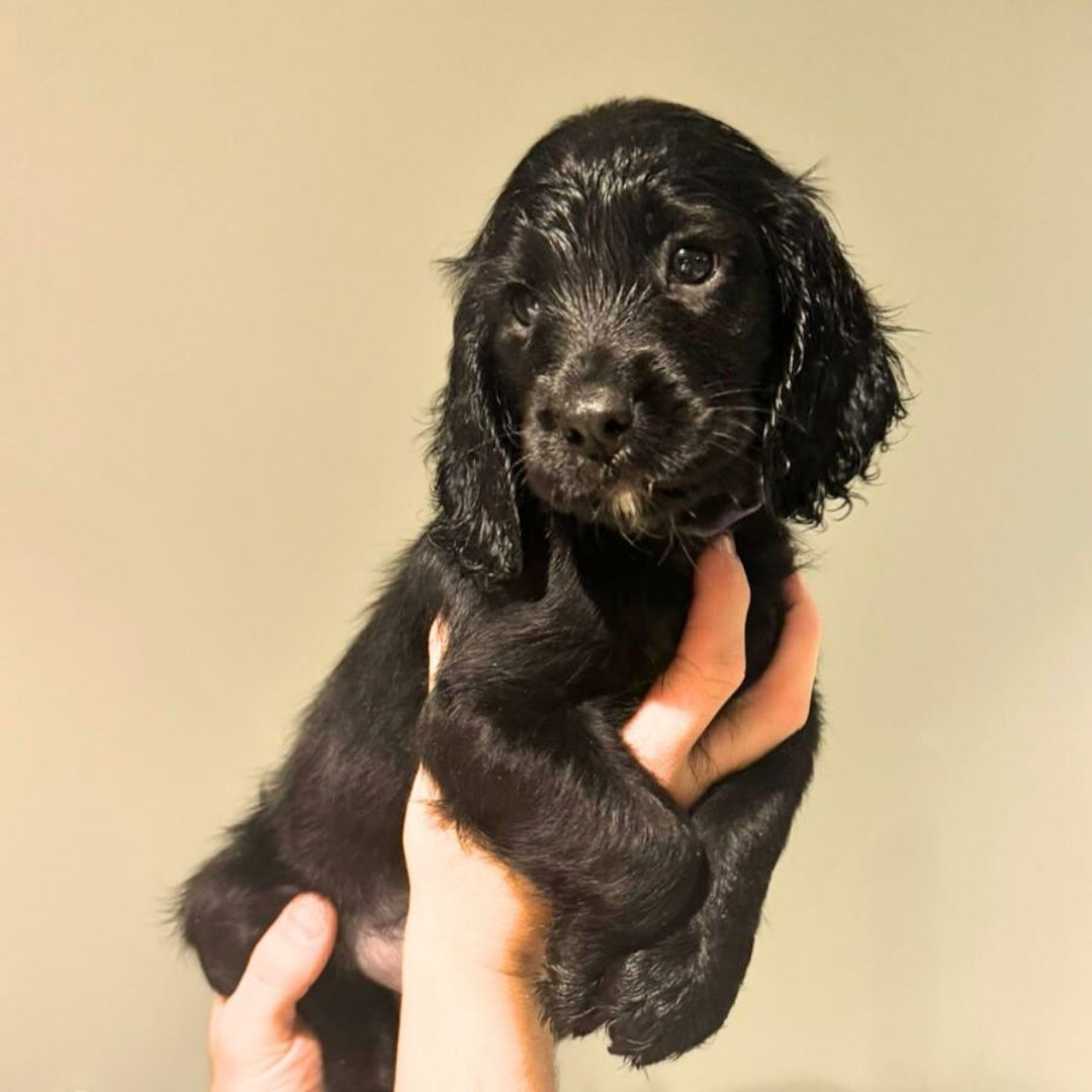 Free Puppy Dog Food Pack