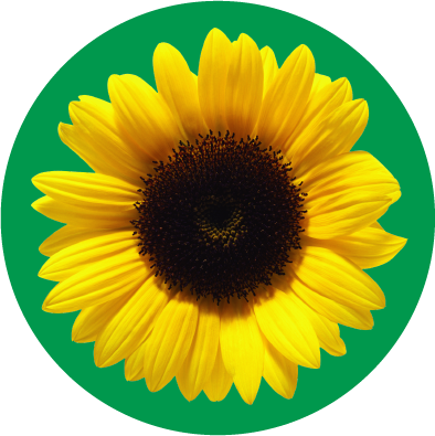 Free Sunflower Car Magnet