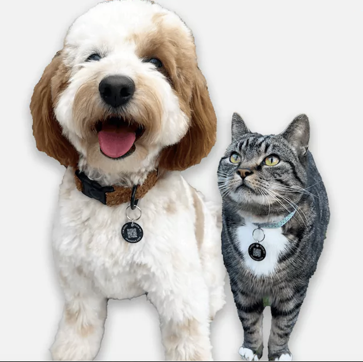 Free Pet Tag (Worth £19.99)