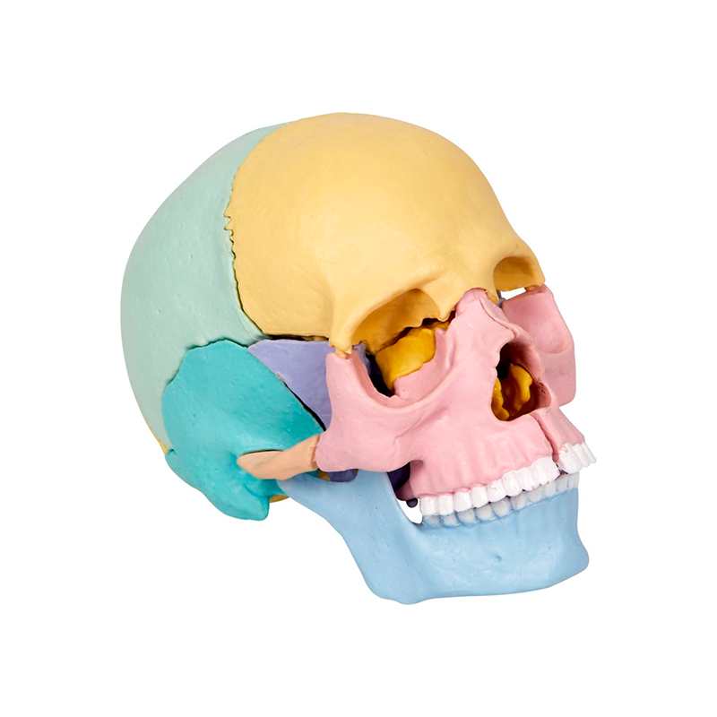 Image of Samlingssett - Kranie, 17 deler