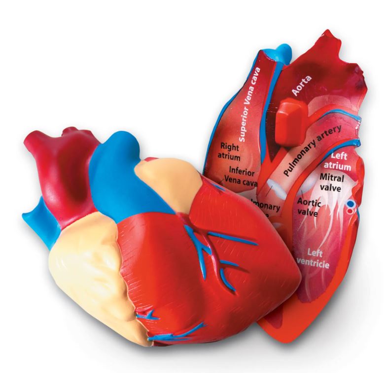 Image of Anatomi tverrsnitt - Hjerte