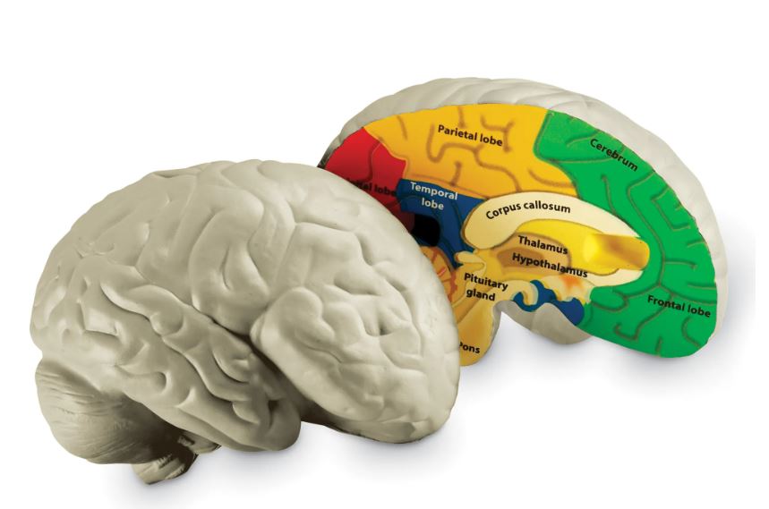 Image of Anatomi tverrsnitt - Hjerne