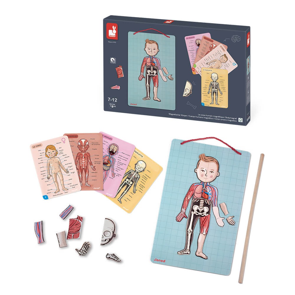 Image of Magnetlek - Anatomi