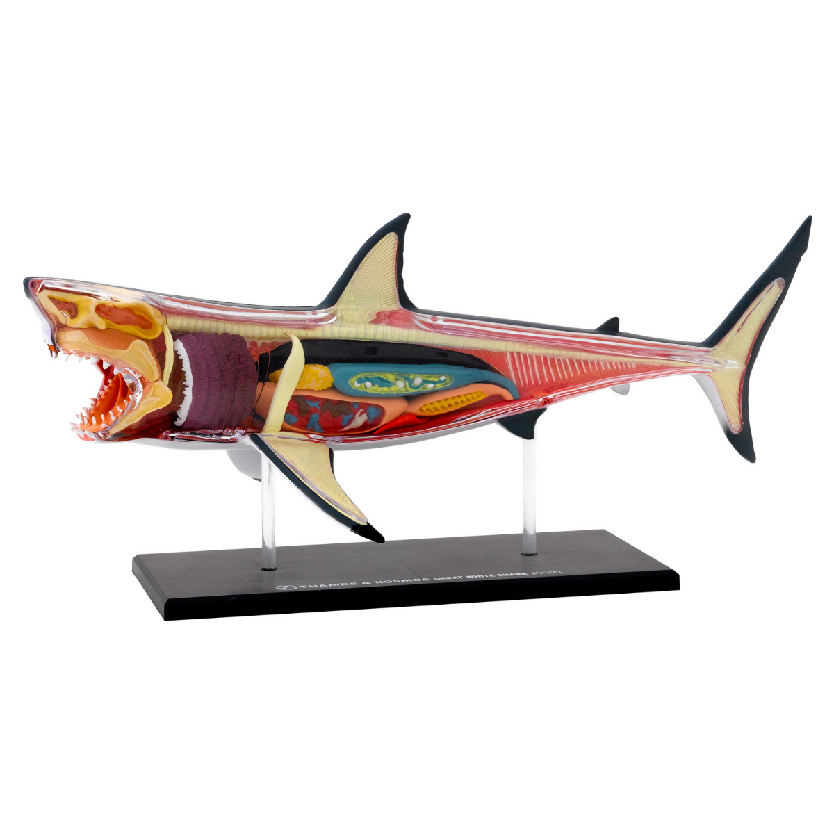 Image of Anatomimodell m. 20 deler - Hvithai