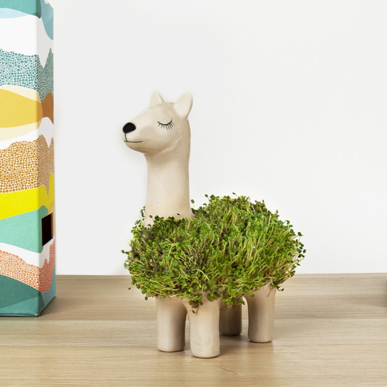 Image of Dyrk en chia-lama