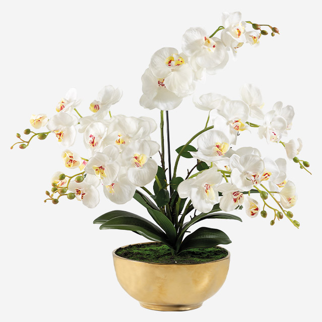 L'orchidée éternelle