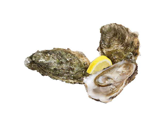 Zeeuwse holle oesters