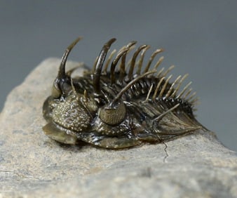 Finest quality trilobite fossil - Perfect eyes and outstanding preparation - Fossilised animal