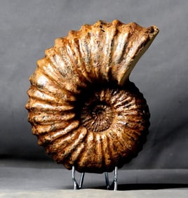 Stricking and decorative Ribbed Ammonite - On stand - Fossilised animal - Calycoceras