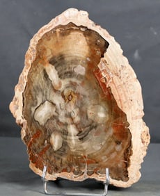 Big and decorative fossilized wood on stand - Polished with wonderfull colors - Fossilised plant