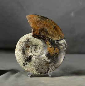 Rare ammonite with two sides cleaned. - Fossilised animal - Beloceras sagittarium (14 cm)