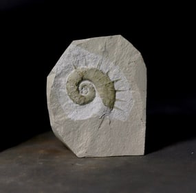 Fine uncoiled ammonite with original spines - Fossilised animal - Crioceratites nolani - 8.5 cm