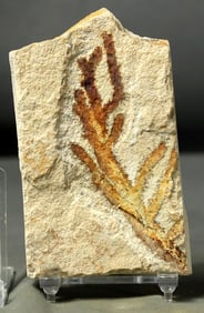 Fossilized Fish, Crinoids and Trilobites