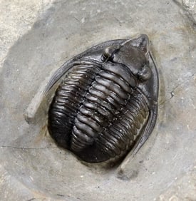 Fossilized Fish, Crinoids and Trilobites