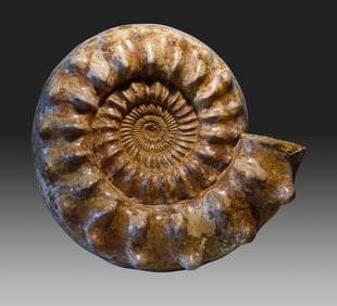 42 cm Museum-display Ammonite Kranaosphinctes sp.