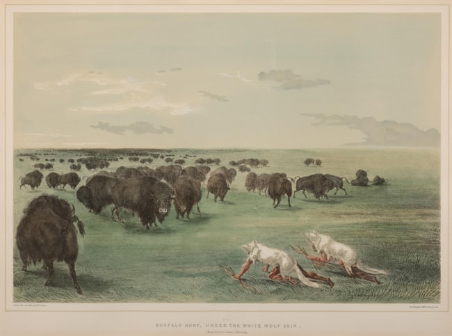 George Catlin, Buffalo Hunt, Under the White Wolf Skin, ca. 1844