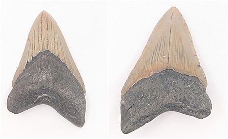 Collector Sale | Jewelry Ancient Coins Relics